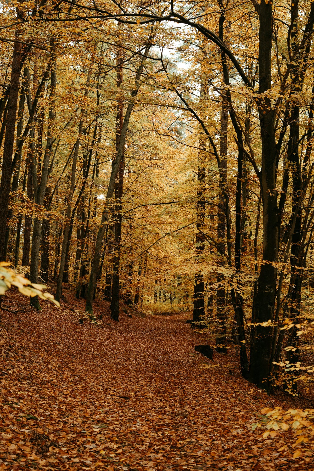Pot skozi jesenski gozd z zlatim listjem na drevesih in tleh. Foto: Polina Kuzovkova / Unsplash.